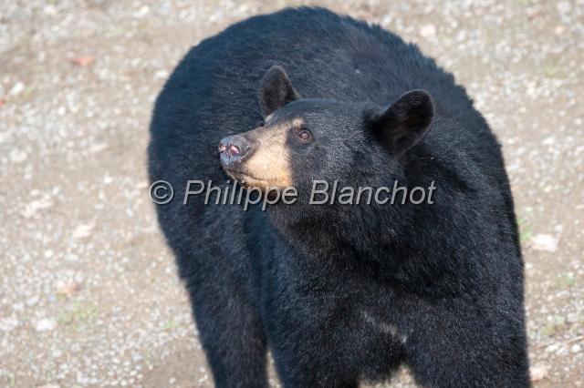 canada nouveau brunswick 28.JPG - Safari de l'ours noir, Little, Big Bear SafariAcadieville, Nouveau-Brunswick, Canada